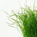 grassheight